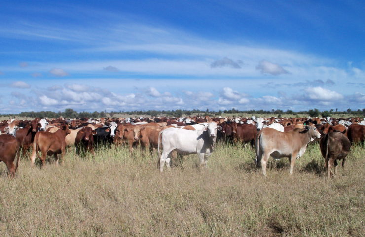 Australia Cattle
